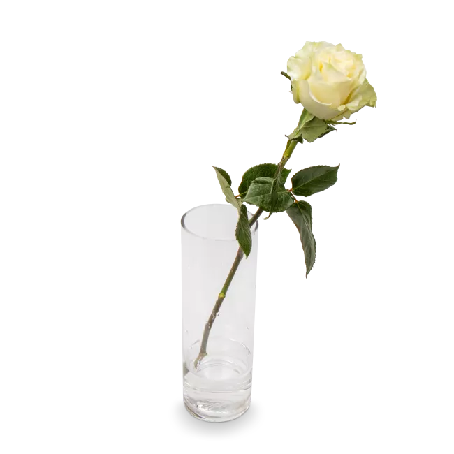 Bouquet of white roses
